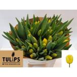 Tulp fr Sun Frillzz