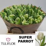 Tulp pa Super Parrot