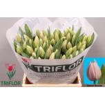 Tulp si Sweet Breeze