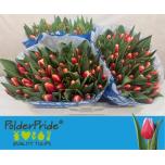 Tulp si Timeless