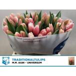 Tulp si Universum