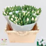 Tulp si White Marvel