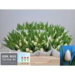 Tulp si White Prince