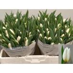 Tulp si White Prince