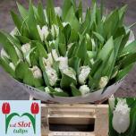 Tulp fr White Shark