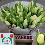 Tulp si Yankee