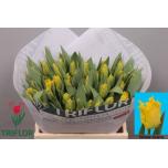 Tulp fr Yellow Valery