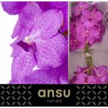 Vanda Candy Pink*16