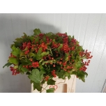 Viburnum compactum 40cm