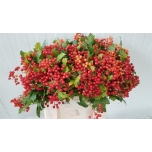 Viburnum compactum 40cm