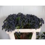 Viburnum Blueberry Hill 80cm