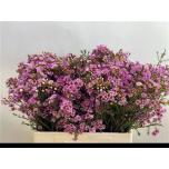 Chamelaucium Wax Flower Adi 60cm