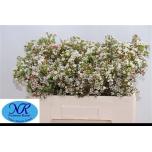 Chamelaucium Wax flower Blondie 50cm