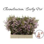 Chamelaucium Sidrunmürt Early Nir 60cm