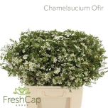 Chamelaucium Wax Flower Un Ofir 60cm