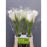 Zantedeschia Kalla Avalanche 70cm