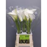 Zantedeschia Kalla Avalanche 70cm