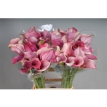 Zantedeschia Kalla Captain Romance 70cm