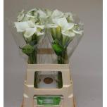 Zantedeschia Kalla Crystal Blush 60cm