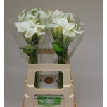 Zantedeschia Kalla Crystal Blush 60cm