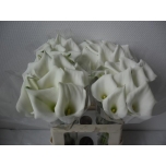 Zantedeschia Kalla Crystal Blush 60cm