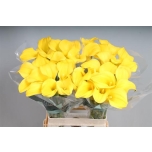 Zantedeschia Kalla Goldcup 65cm