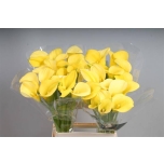 Zantedeschia Kalla Goldcup 65cm