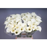 Zantedeschia Kalla Snowstar 70cm