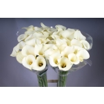 Zantedeschia Kalla Snowstar 90cm