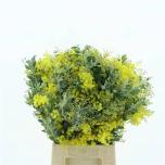 Mimosa Mimoos Acacia 60cm (pk)