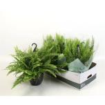 Nephrolepis Nefroleep green moment 19cm