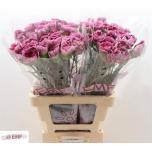 Dianthus Nelk ST Hypnosis*20