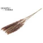 Dried Cortaderia Silvy Natural 10pc/bunch 85cm (pk)