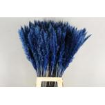 Dried Cortaderia Silvy paint Blue 10pc/bunch 85cm (pk)