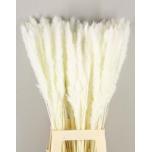 Dried Cortaderia Silvy Bleach (pk)