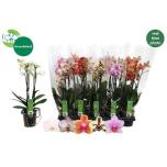 Phalaenopsis Kuuking mix 5 colours 12cm