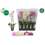 Phalaenopsis Kuuking MIX 12cm