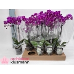 Phalaenopsis Kuuking 9cm