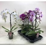 Phalaenopsis Kuuking 12cm