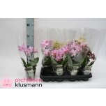 Phalaenopsis mix 9cm