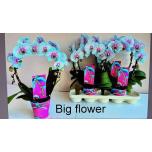 Phalaenopsis Kuuking Wonder of Nature kaarel 12cm