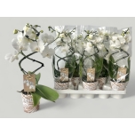 Phalaenopsis Kuuking Wonder white 12cm