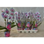 Phalaenopsis Kuuking Wonder of Nature 12cm