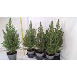 Picea glauca Kuusk Conica 15cm