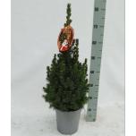 Picea glauca Kuusk conica 21cm