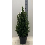 Picea lau Kanada Kuusk 23cm