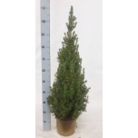 Picea lau Kanada Kuusk 23cm