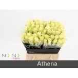 Roos 40cm Athena