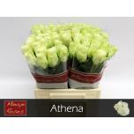 Roos 40cm Athena