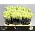 Roos 60cm Athena